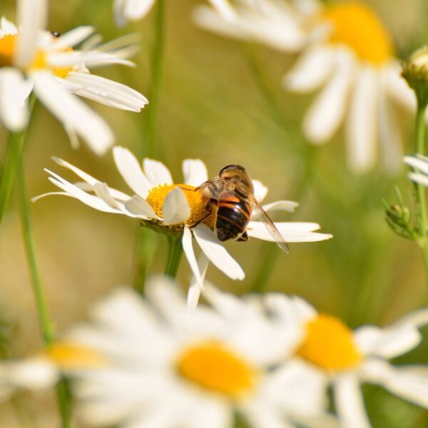 Extrato glicólico de Camomila